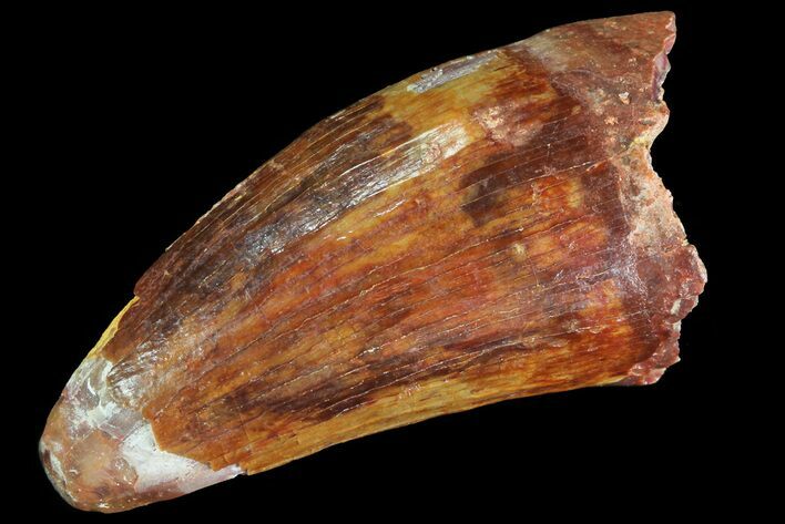 Cretaceous Fossil Crocodile Tooth - Morocco #72789